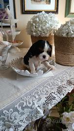 Cucciolo di Cavalier King Charles spaniel tricolor