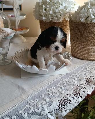Cucciolo di Cavalier King Charles spaniel tricolor