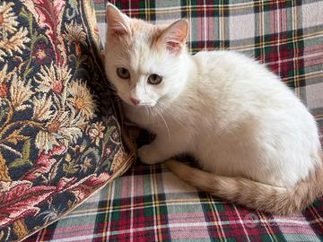 Pippo, dolcissimo gattino