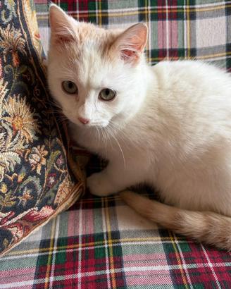 Pippo, dolcissimo gattino