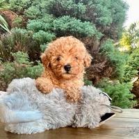 Cuccioli Barboncini Mini Toy M e F