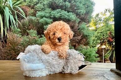 Cuccioli Barboncini Mini Toy M e F