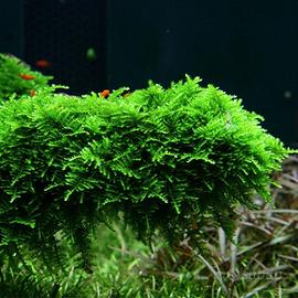 Vesicularia montagnei - Christmas moss