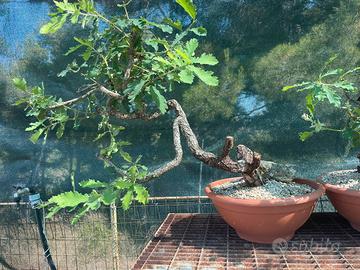 Bonsai quercia litterata