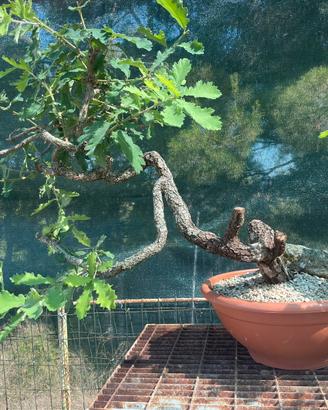 Bonsai quercia litterata