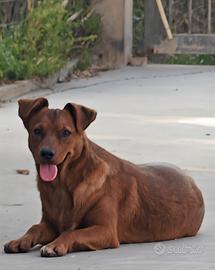 Cagnolina