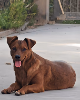 Cagnolina
