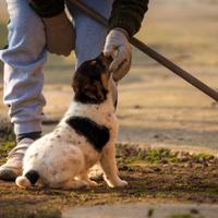 Cucciolo mix bovaro due mesi