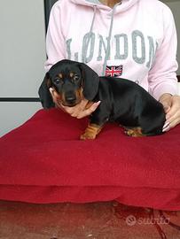 Cucciola bassotto kaninchen