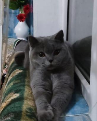 Gattini razza British