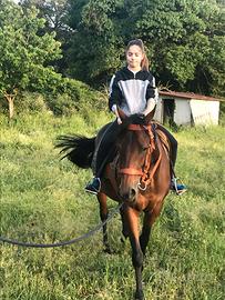 Cavalla - fattrice PSI