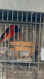 Cardinalini del Venezuela