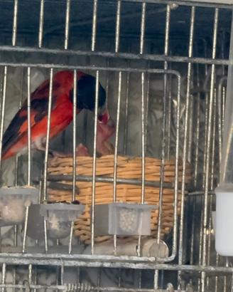 Cardinalini del Venezuela