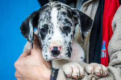 Cuccioli di alano Pronti