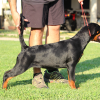 Cuccioli rottweiler alta genealogia