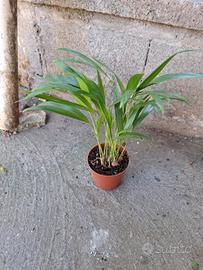 Piante cocos
