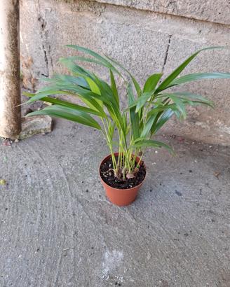 Piante cocos