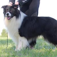 Border Collie disponibile per monte