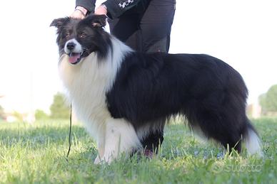 Border Collie disponibile per monte