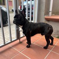 Bulldog francese per monta