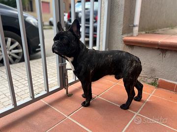 Bulldog francese per monta