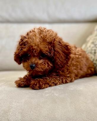 Barboncino Toy red pedigree enci femmine