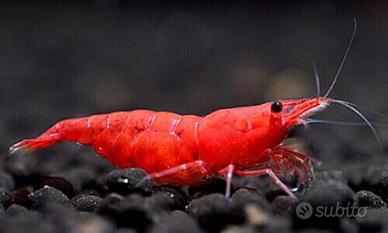 Caridine e neocaridine cambarellus ampullarie