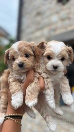 Cuccioli maltipoo