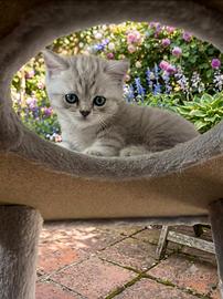 Scottish straight/British Shorthair