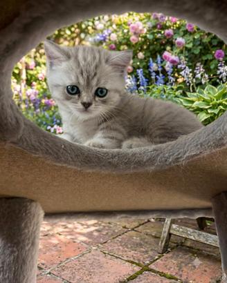 Scottish straight/British Shorthair