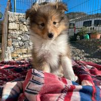 Vendesi cuccioli di shetland sheepdog