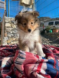 Vendesi cuccioli di shetland sheepdog