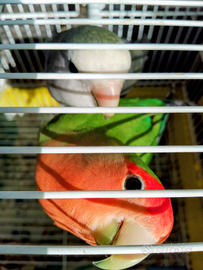 Inseparabili rosécollins