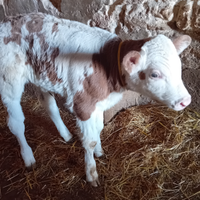 Vitella pezzata rossa