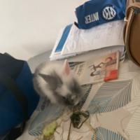 Coniglio nano di 1 messe