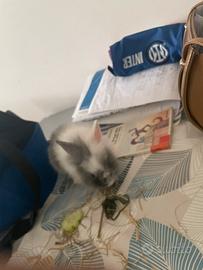 Coniglio nano di 1 messe