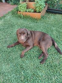 Labrador Chocolate disponibile per accoppiamento