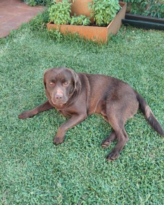 Labrador Chocolate disponibile per accoppiamento