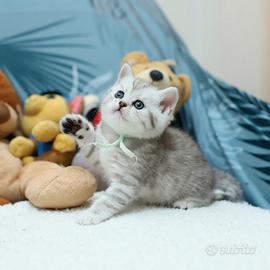 Gattina British shorthair meravigliosa scottish