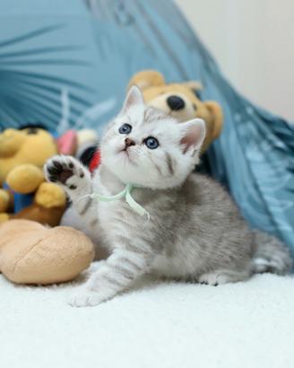 Gattina British shorthair meravigliosa scottish