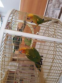 Conuri del sole allevati a mano