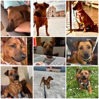 Cagnolino