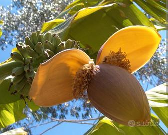 Banano varietà BASJOO.  RESISTENTE al gelo - 12 