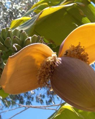 Banano varietà BASJOO.  RESISTENTE al gelo - 12 