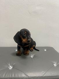 Cucciolo di bassotto