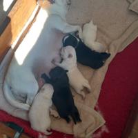 Maschietto chihuahua bianco nero