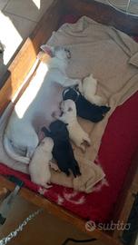 Maschietto chihuahua bianco nero