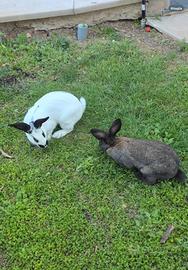 Cuccioli di papillon su prenotazione