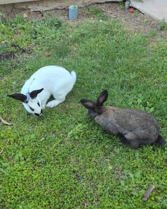 Cuccioli di papillon su prenotazione