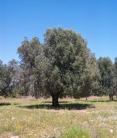 Terreno con ulivi prezzo trattabile